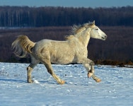 말 농장 — 스톡 사진 © kyslynskyy #18156653 말 농장