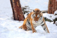 호랑이 — 스톡 사진 © Byrdyak #19317451 호랑이