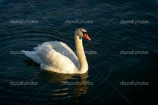 백조 — 스톡 사진 © DeepGreen #25613873 백조