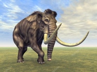 맘모스 — 스톡 사진 © mic1805 #15346805 맘모스