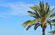 야자수 — 스톡 사진 © lucianmilasan #12062468 야자수