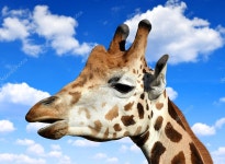 기린 — 스톡 사진 © vencav #47425063 기린