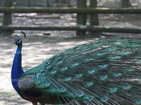 공작 — 스톡 사진 © asray #13114914 공작