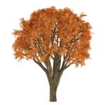 고립 된가 나무. — 스톡 사진 © flashvector #37931035 고립 된가 나무.