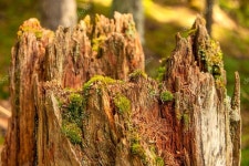 스텀프 — 스톡 사진 © chaoss #61823479 스텀프