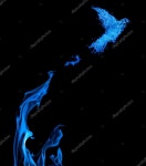 Fire dove — Stock Photo © Dr.PAS #55496099 Fire dove