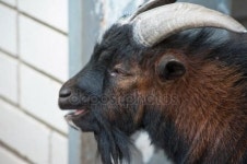 양 ram  
