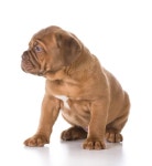 중국어 샤 페이 강아지 — 스톡 사진 © willeecole #47093437 중국어 샤 페이 강아지