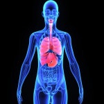 인간의 장기, 인체 해부학 — 스톡 사진 © sciencepics #77468462 인간의 장기, 인체 해부학