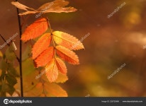 가을 — 스톡 사진 © ekina1 #328720486 가을