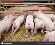 돼지 — 스톡 사진 © Baloncici #252007150 돼지