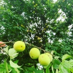 우메우메 - 칵테일 마이너 갤러리