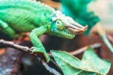 Color Combination Lizard Scale - Canvas Design Wiki