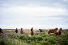 Color Combination Stallions in Grass - Canvas Design Wiki