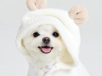 강아지 모델 강아지 배우 소형견 말티즈 말티폼 애견모델 - 크몽