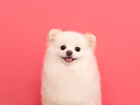 강아지모델 소형견모델 포메라니안 애견모델 - 크몽