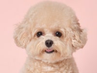 강아지 모델 소형견모델 크림푸들 애견모델 촬영가능합니다 - 크몽