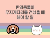 반려동물이 무지개다리를 건넜을 때 해야 할 일을 알려 드립니다. - 크몽