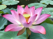 자미두수와 함께 들여다보는 사주팔자 - 크몽