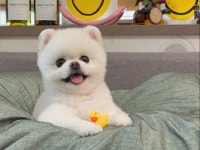 내가 찾던 바로 그 강아지, 애견모델 체코를 만나보세요 - 크몽
