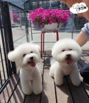 가위컷, 스포팅, 목욕부분스파관리, 클리핑미용 / 보드레도그 - 숨고, 숨은고수 가위컷, 스포팅, 목욕부분스파관리, 클리핑미용