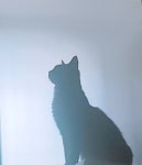 대전 전체 지역 펫 시터(주인 집에서) 전문가 포트폴리오 - 숨고, 숨은고수  대전 전체 지역 펫 시터(주인 집에서) 전문가 포트폴리오