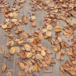 대구 달서구 지역 펫 시터(시터 집에서) 전문가 포트폴리오 - 숨고, 숨은고수 대구 달서구 지역 펫 시터(시터 집에서) 전문가 포트폴리오