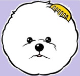 애견미용 / 체리콕콕 - 숨고, 숨은고수 애견미용