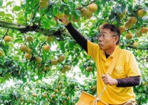 ＜ふるさとのたからもの＞　（４１）彦根梨の産地（彦根市石寺町）：中日新聞Web