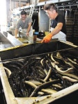地ウナギが出荷ピーク　桑名の老舗問屋：中日新聞Web