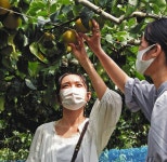 さっぱりと甘い「二十世紀」いかが　美濃加茂の観光果樹園でナシ狩り：中日新聞Web