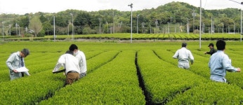 一番茶新芽生育、前年より遅れる　ＪＡ静岡経済連：中日新聞しずおかWeb
