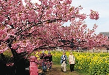 菜の花と河津桜が競演、3色のコントラスト　田原、3月上旬まで見ごろに：中日新聞Web