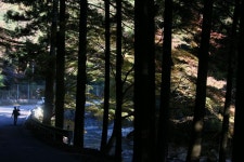 奥三河の紅葉　輝く１本を訪ねて：中日新聞Web