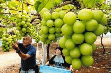 ぷりぷり、緑の宝石　シャインマスカット、浜松・都田で収穫進む：中日新聞しずおかWeb