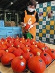 打木赤皮甘栗かぼちゃ初出荷　“天ぷら” おすすめ：北陸中日新聞Web