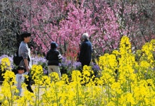 白やピンク、ハナモモ五分咲き　伊勢・花の広場：中日新聞Web