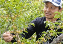 カメムシ被害、新城のウメにも影　低温で収量落ち込み、受難の年に：中日新聞Web