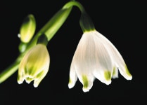 ＜花まるっと＞（69）スノーフレーク　江南・フラワーパーク江南　：中日新聞Web