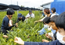 摘んで飲んで、お茶を満喫　豊田で児童ら20人参加：中日新聞Web