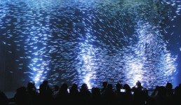 水槽にはサンタクロース、「マイワシのトルネード」は雪のよう…　名古屋港水族館でクリスマスイベント：中日新聞Web