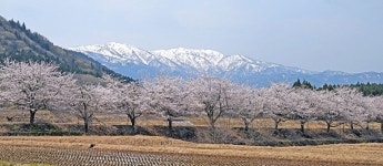 雪から桜へ　大野に春到来　山あいでソメイヨシノ見頃：日刊県民福井Web