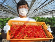 ハウスイチゴさあ出荷　蒲郡：中日新聞Web