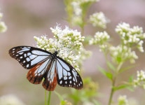 「旅をするチョウ」アサギマダラ、津市内各地に飛来：中日新聞Web