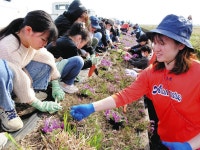芝桜 きれいに苗植え　射水 アランマーレ選手も参加：北陸中日新聞Web