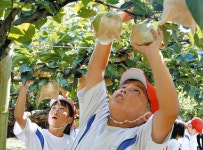 「岩屋梨」の試食に笑顔　若狭町・みそみ小児童が収穫体験：中日新聞Web