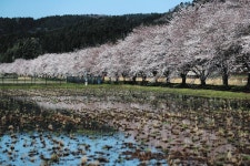 ＜希望の桜　開花めぐり＞七尾・吉田、七尾・希望の丘公園、志賀・尊保：北陸中日新聞Web