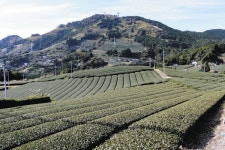 農家とお茶学ぼう　「静岡の茶草場農法」認定地域で８日バスツアー：中日新聞しずおかWeb