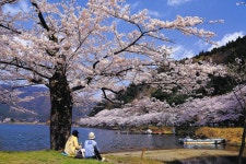 ＜しが旅のススメ＞桜スポット3選＝高島市　海津大崎・風車街道・朽木：中日新聞Web