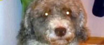 German man pretends his dog is a sheep to save taxes – DW – 01/27/2017 German man pretends his dog is a sheep to save taxes... 